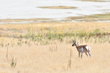 Antelope on Antelope Island