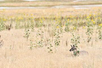 Antelope on Antelope Island
