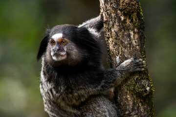 Black-pencilled marmoset, (Callithrix penicillata)