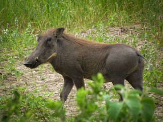 Warthog (Phacochoerus africanus)