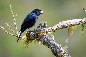 Velvety Black-Tyrant (Knipolegus nigerrimus)
