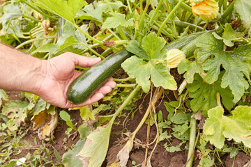 A green zucchini is ripening in the garden. Gardening. Cultivation of zucchini.