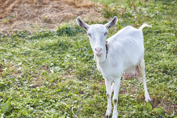 Obraz premium A rural dairy white goat grazes in a meadow.