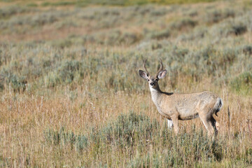 Antelope on Antelope Island
