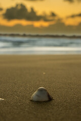 Fototapeta na wymiar Seashell on a beach in acre with orange sky