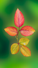 The Rose plant leaf image 