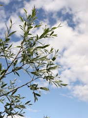 Close up branches of a tree and blue sky as background