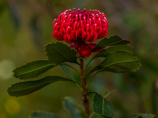 NSW Waratah
