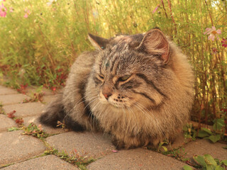 Naklejka na ściany i meble Close up fluffy domestic cute cat in the garden