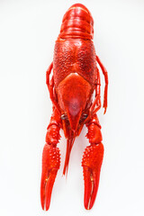 Crayfish ready to eat on a white plate