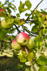 Ripe apples on a branch