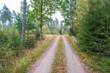 Forest road in autumn colors