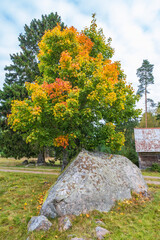 Large stone on a meadow by a tree with autumn colors