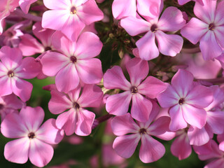Close up pink phlox  flowers, full frame.  Floriculture collection.