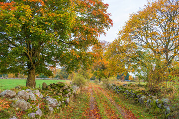 Naklejka premium Dirt road in a rural landscape with autumn colors