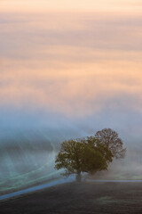 Tree in morning fog at a road crossing on a field