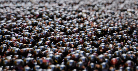 Background shiny black currant berries. Foreground and background in blur.