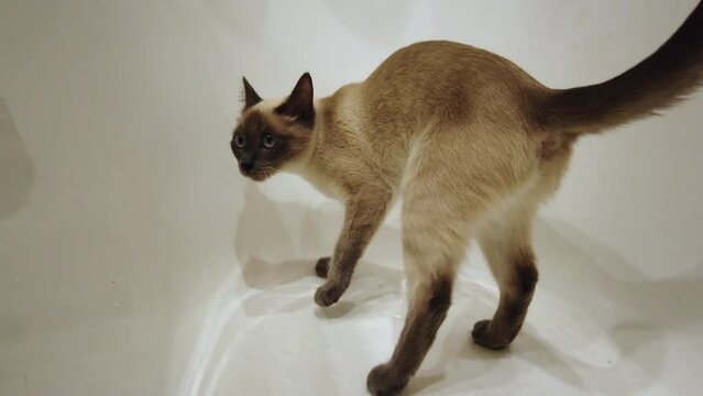 Toilet cat in the bath. The cat peeing, pooping and raking in the bathroom.