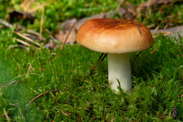Russula xerampelina, also known as the crab brittlegill or the shrimp mushroom in forest
