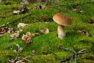 Beautiful fresh Edible Mushrooms, porcini mushrooms in the woods.