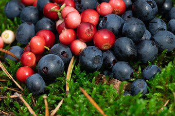 Wild berries on a green vegetative background in the forest.