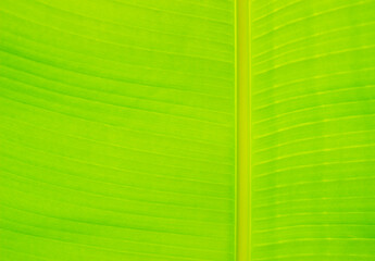 banana leaf texture