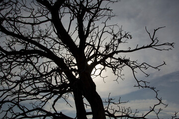 trees in the deciduous season look like dead trees but still have branches naturally beautifully shaped and shaped in the beautiful sky in the hot and dry season.