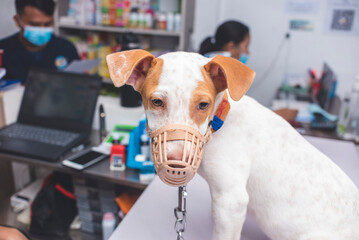 A nervous muzzled puppy anxiously looks around the veterinarian clinic during a checkup.