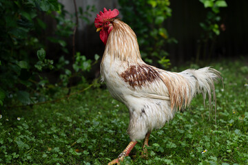 rooster on the farm © Даша 