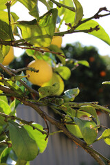 lemon on tree