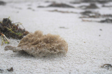coral on the beach