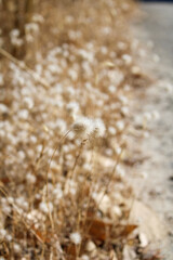 close up of wheat ears