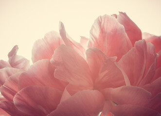pink rose  petals