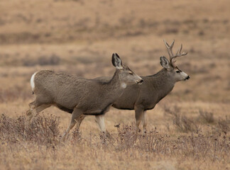 Mule deer buck and doe in the rut