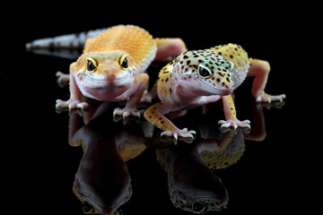 leopard gecko lizard with black background, eublepharis macularius