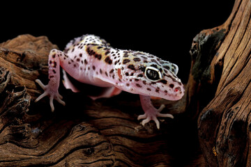 Obraz premium leopard gecko lizard on wood , eublepharis macularius