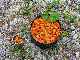 Camping pot full of ripe cloudberries