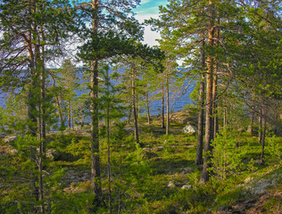 Pine forest on the coast of the White Sea.