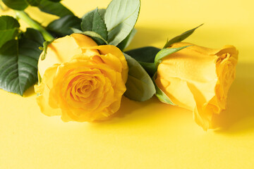 Two beautiful yellow roses on yellow background