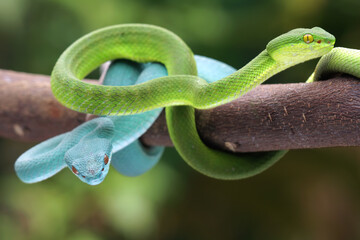 Viper snake family, viperidae family, high venomous snake, beautifull animal