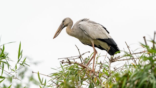 Asian openbill or Asian openbill stork (Anastomus oscitans) on the bushes