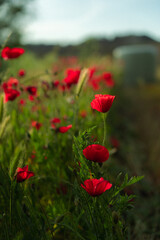 Amapolas rojas y brillantes al atardecer