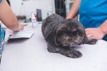 A dark gray shih tzu sitting on a table for a checkup or vaccination schedule at the veterinarian...