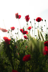 Obraz premium Amapolas rojas y brillantes al atardecer