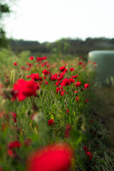 Amapolas rojas y brillantes al atardecer