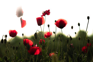 Fototapeta premium Amapolas rojas y brillantes al atardecer