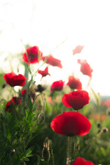 Obraz premium Amapolas rojas y brillantes al atardecer