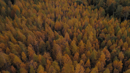 Autumn fantasy yellow forest in Ural