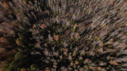 Closeup of colorful autumn forest in Ural