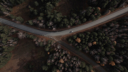 Closeup curve road with cars between deep green forest in Ural